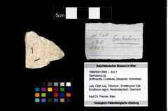 Foto (Objekt + Etikett) von Gastrodorus sp.  (NHMW-GEO-1990-0041-2960)